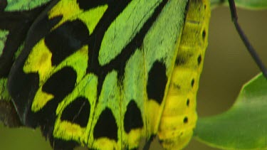 Bright green and black, high contrast, butterfly. Wings closed, at rest on green leaf. Possible sp. Cairns Birdwing. Extreme close up ecu of wings patterns and spots and body.