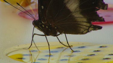 Close up Butterfly drinking nectar or syrup from artificial feeding tray