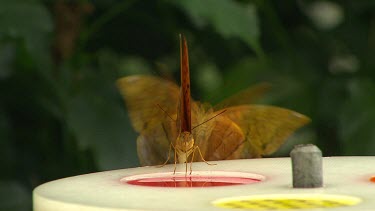 Medium shot two butterflies, Butterfly drinking nectar or syrup from artificial feeding tray