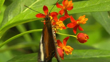 Two shots Orange lacewing feeding from red and yellow flowers.