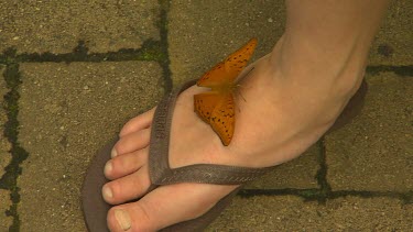 Butterfly on person's foot. Cruiser butterfly  Vindula arsinoe
