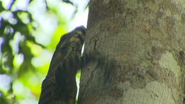 Monitor lizard goanna climbing tree