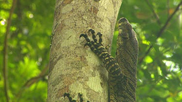 Monitor lizard goanna climbing tree