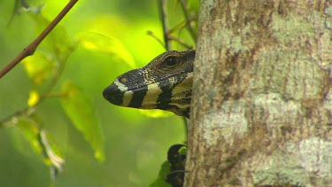 Monitor lizard goanna climbing tree. Close up of face peeking out from behind tree.