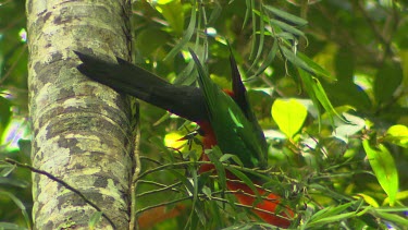 King Parrot on tree, perched. Flies off.