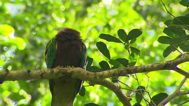 Low angle Woompoo Fruit Dove. large size, rich purple throat, chest and upper belly, and yellow lower belly. It has mostly green underparts, with a paler grey head and a conspicuous yellow wing-bar. A...