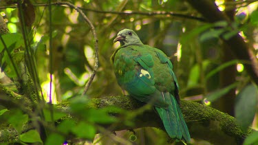 Woompoo Fruit Dove. large size, rich purple throat, chest and upper belly, and yellow lower belly. It has mostly green underparts, with a paler grey head and a conspicuous yellow wing-bar. Australian...