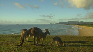 Eastern grey kangaroo on green hill overlooking beach. Grazing