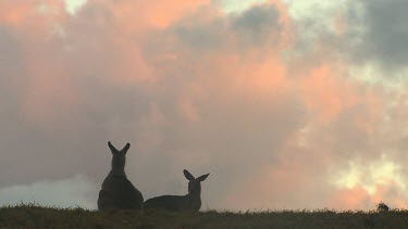Low angle two kangaroos at sunset
