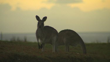 Low angle two kangaroos at sunset