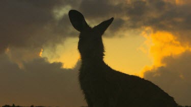 Eastern grey kangaroo sunset silhouette, looking to camera head and ears. Hops away.