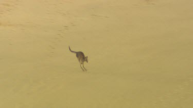 High angle Eastern Grey kangaroo hopping bounding across open beach, sand.