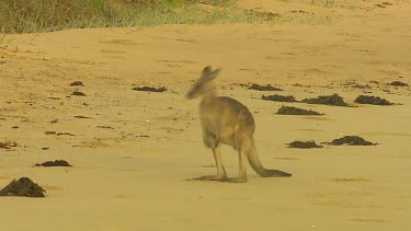 High angle Eastern Grey kangaroo hopping bounding across open beach, sand.