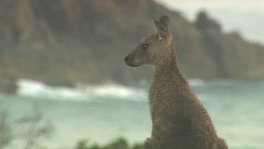 Eastern Grey kangaroo profile with surf crashing waves against rocks cliffs soft focus in background. Ears twitching