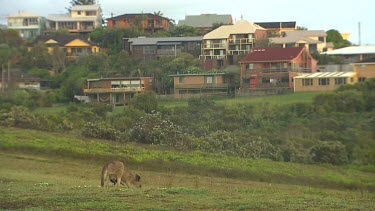 Kangaroo grazing on hill with houses of suburb in background. Could show habitat destruction, encroachment on habitat.