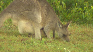 Mother kangaroo feeding grazing on grass with joey in pouch