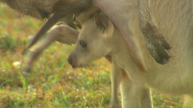 Cute kangaroo joey comes out of mother's pouch