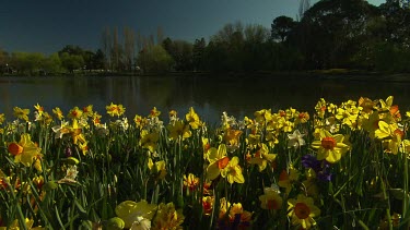 Yellow tulips with a lake or river behind them.