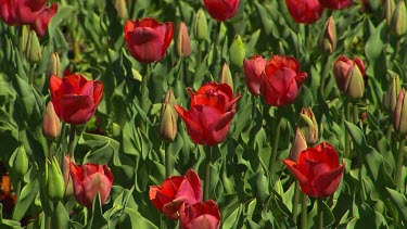 Open blooming red tulips