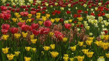 Red, yellow and white tulips.