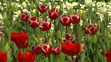 Bright Red tulips with white edging or border