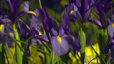 Purple iris flower