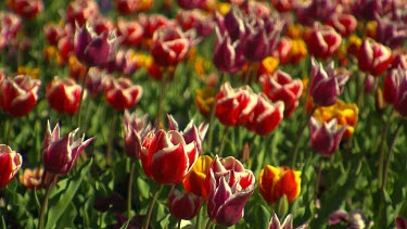 Bright Red tulips with white edging or border