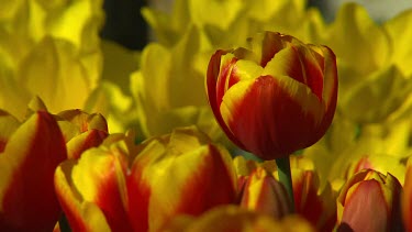 Bright red and yellow orange tulip