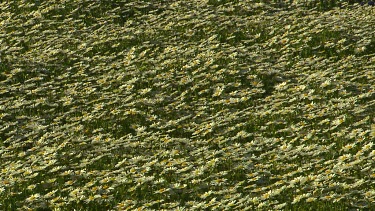Field of white daisies