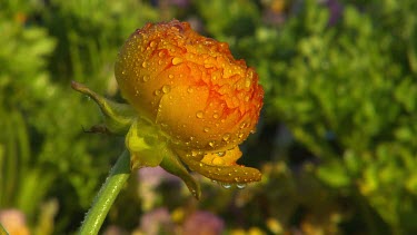 Water droplets on a closed bud of a flower, orange yellow
