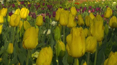 Yellow tulips with water droplets on them