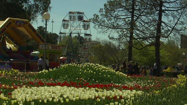 Flower show with Ferris wheel in background. Floriade in Canberra, Australia. White and red tulips in foreground
