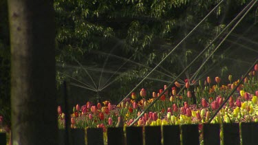 Sprinklers watering tulips in flower bed