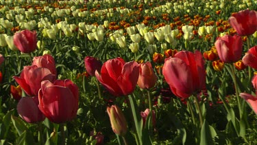 Field of tulips. Red, white. Yellow