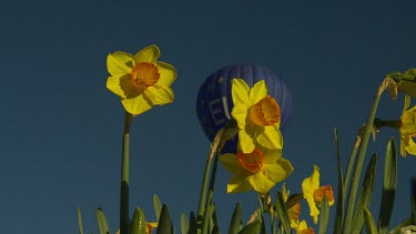 Low angle yellow flowers in background a hot air balloon slowly rises. It has the emblem and symbol of the European union. EU. Blue with circle of yellow stars.