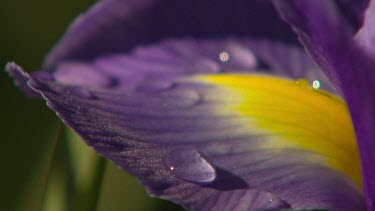 Extreme close up Macro of water droplet on petal of purple flower.