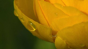 Extreme close up Macro of water droplet on petal of yellow flower.