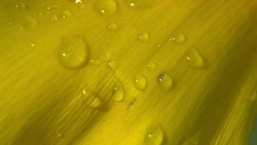 Extreme close up Macro of water droplet on petal of yellow flower.