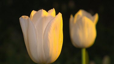 Two white tulips against black background.