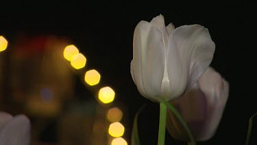 Two white tulips against black background. In the background a Ferris wheel turns in soft focus, just the lights are visible.