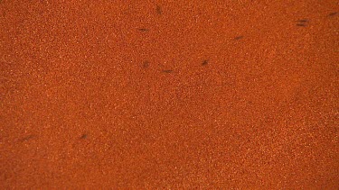 Crazy ants scurry over red sand, Australian Central Desert
