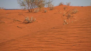 Desert around Uluru. Red sand, ripples in sand. Spinifex Grass tussocks. Spinifex plains desert habitat ecosystem. Sand dune.