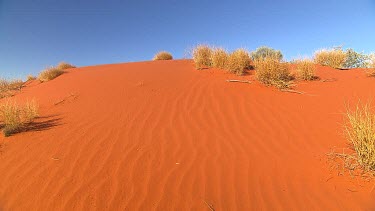 Desert around Uluru. Red sand, ripples in sand. Spinifex Grass tussocks. Spinifex plains desert habitat ecosystem. Sand dune.