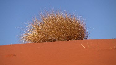 Tussock of Spinifex grass