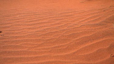 Ripples of sand on sand dune. Red sand