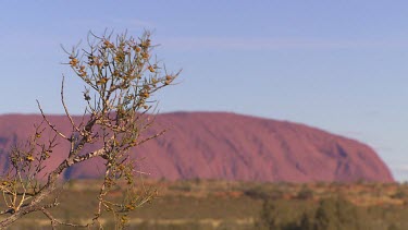 Uluru soft focus in background.