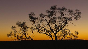 Sunset, trees in silhouette. Yellow sunlight on horizon.