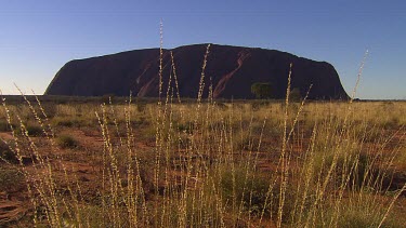 Uluru early morning sunlight with desert Spinifex grass in foreground