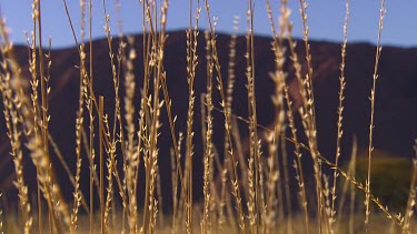 Spinifex grass in early morning sunlight with Uluru soft focus in background.