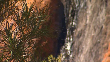 Water stains red rock black, Uluru. Water flowing down red rocks in the desert bringing life to plants in desert.